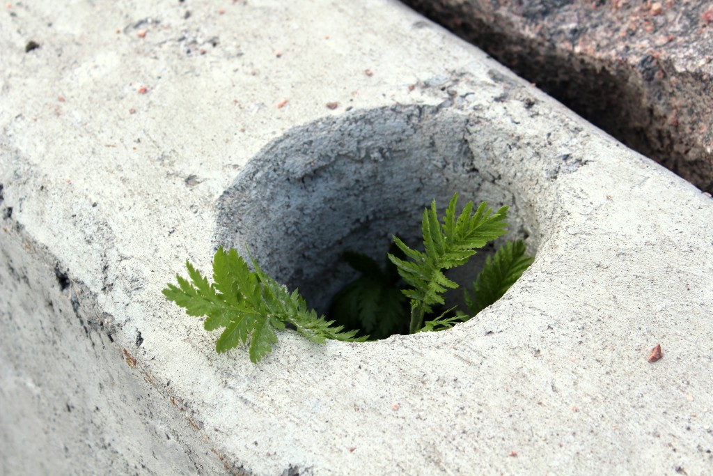 Greenery is also making its way through the concrete.